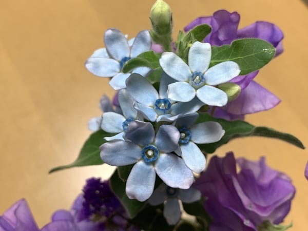 flowers-yuppie_2018a.jpg